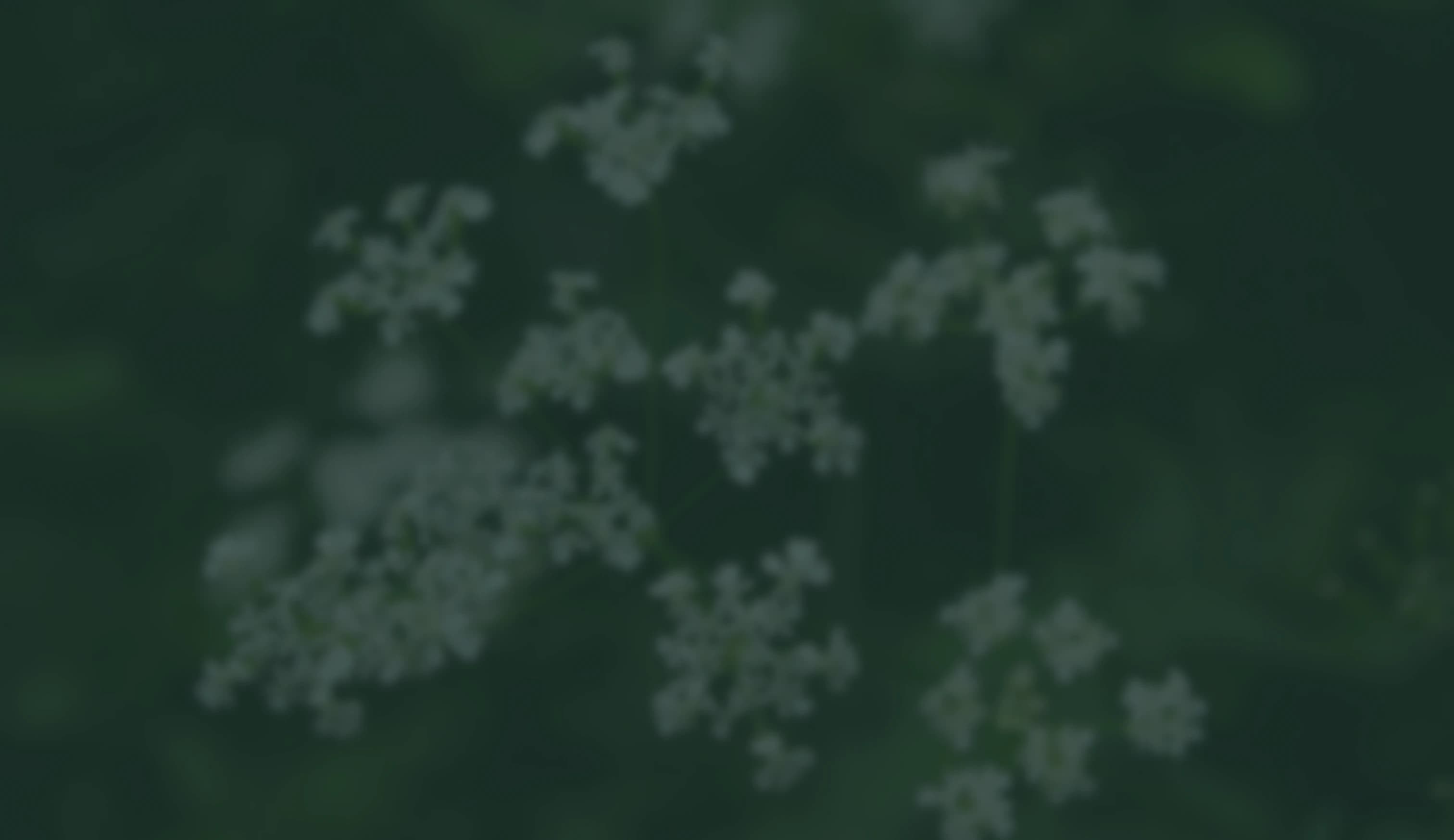 Sweet Cicely Flower