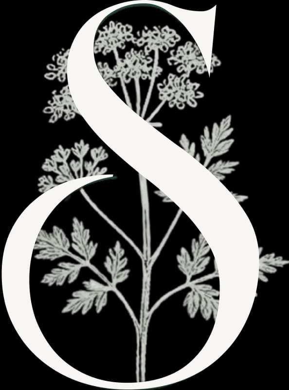 Sweet Cicely Flower